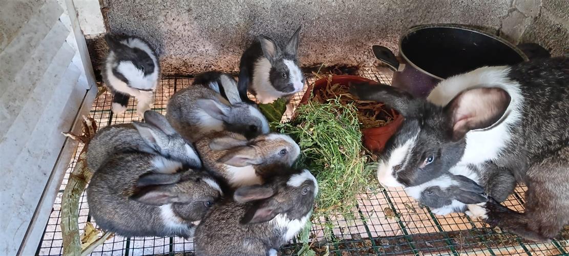 Novos inquilinos da nossa quinta pedagogica.